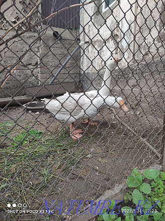 Linda geese for sale Urochishche Talgarbaytuma - photo 2