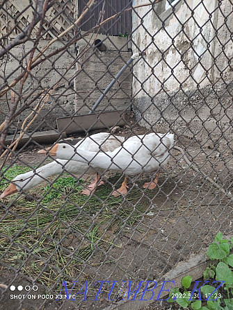 Linda geese for sale Urochishche Talgarbaytuma - photo 4