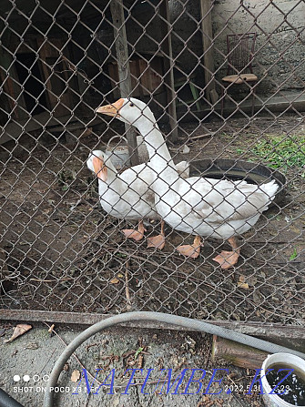 Linda geese for sale Urochishche Talgarbaytuma - photo 1