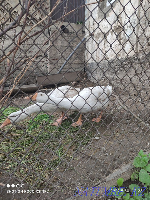 Линда қаздары сатылады  Талғар  - изображение 4