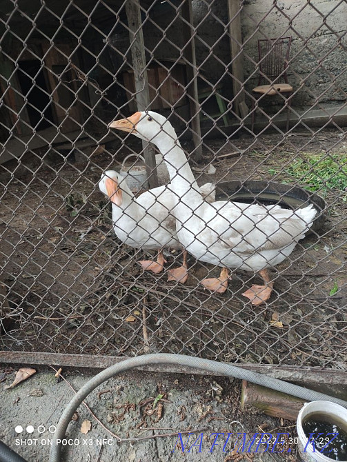 Линда қаздары сатылады  Талғар  - изображение 1