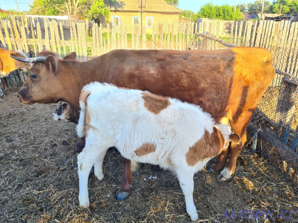 Sell cows with calves, cows, calves, heifers  - photo 5
