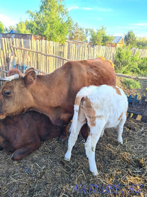 Sell cows with calves, cows, calves, heifers  - photo 6