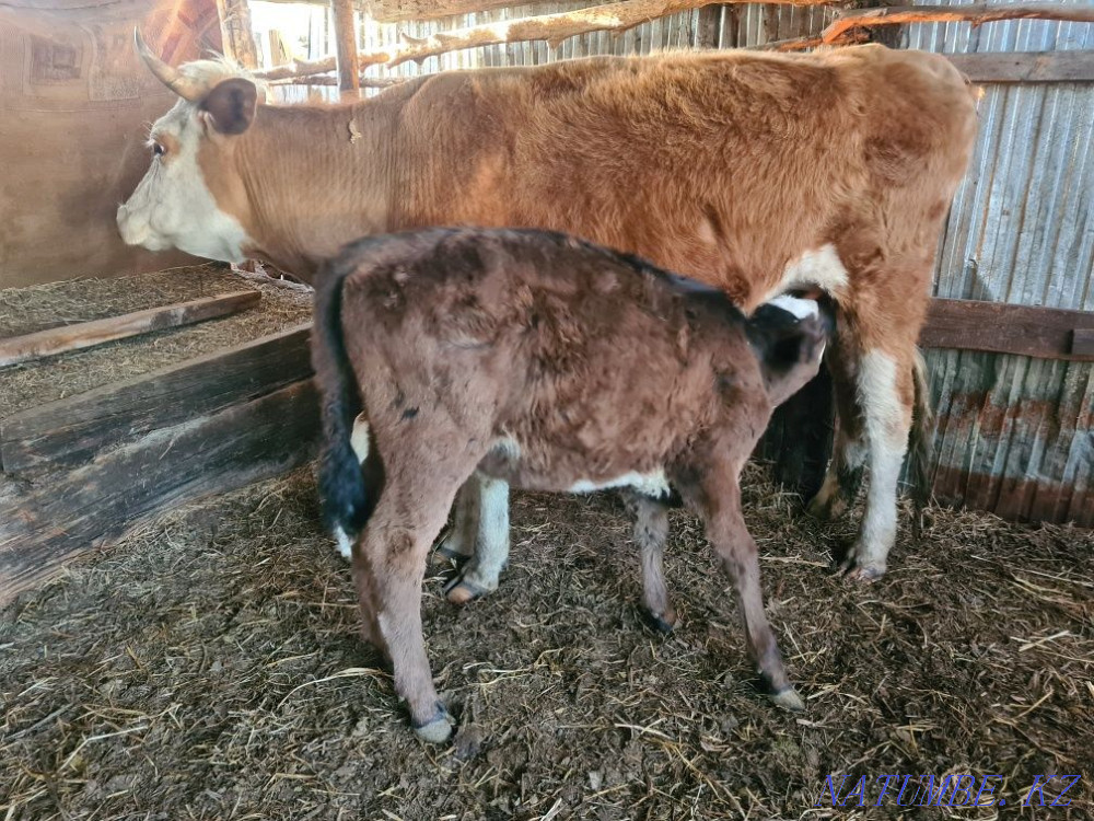 Sell cows with calves, cows, calves, heifers  - photo 3