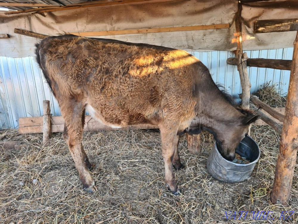 Sell cows with calves, cows, calves, heifers  - photo 1