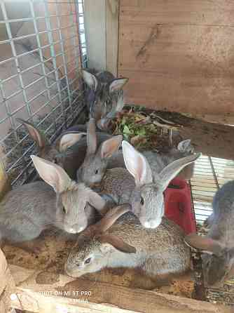 Продам кролики с кроличатником молодые 2 беременые Актау