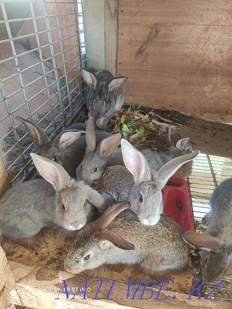 I will sell rabbits with a rabbitry young 2 pregnant Aqtau - photo 1