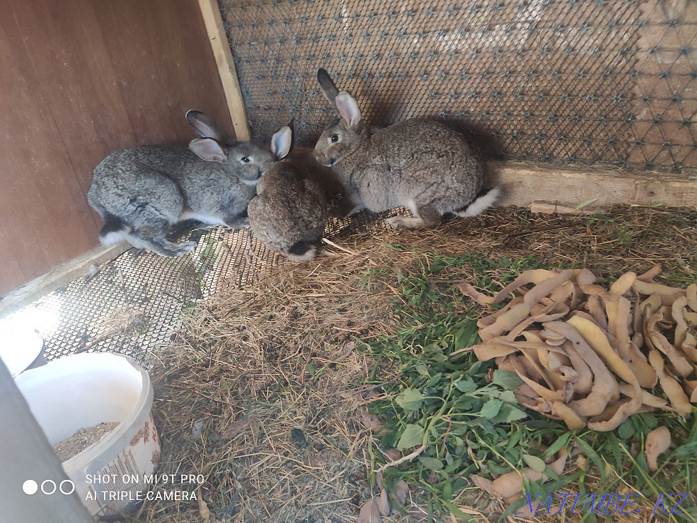 I will sell rabbits with a rabbitry young 2 pregnant Aqtau - photo 3