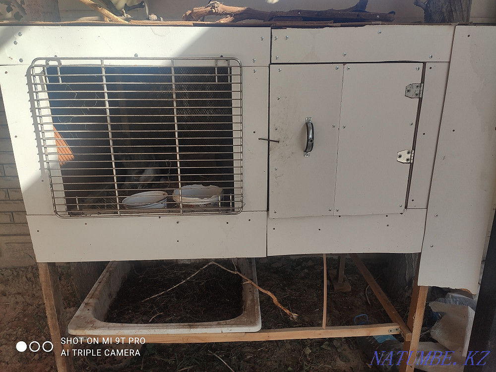 I will sell rabbits with a rabbitry young 2 pregnant Aqtau - photo 4
