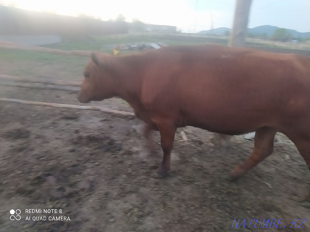 2 year old heifers for sale Shchuchinsk - photo 1