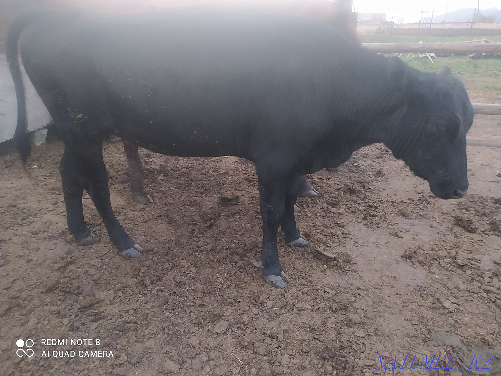 2 year old heifers for sale Shchuchinsk - photo 2