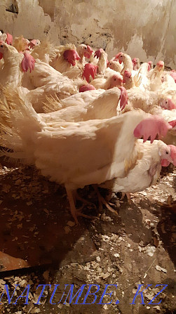 Sell chickens ducklings goslings piglets broilers delivery Ridder - photo 4