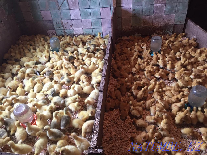 Sell chickens ducklings goslings piglets broilers delivery Ridder - photo 1