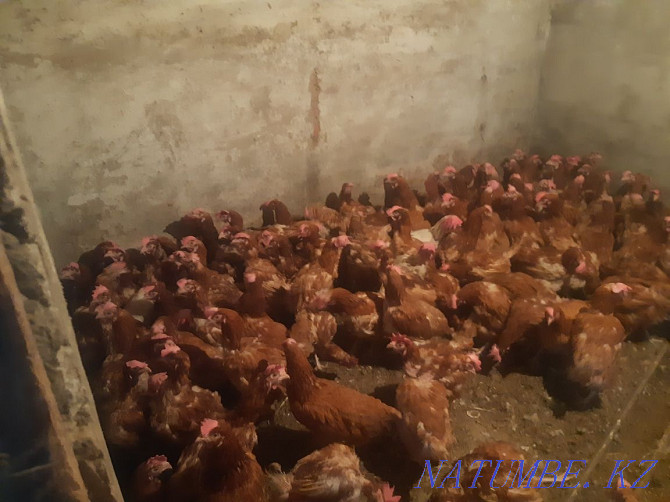 Sell chickens ducklings goslings piglets broilers delivery Ridder - photo 3