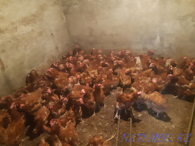 Sell chickens ducklings goslings piglets broilers delivery Ridder - photo 2