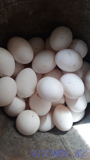 Sell chickens ducklings goslings piglets broilers delivery Ridder - photo 6