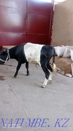 The bull is for sale and Shymkent - photo 3