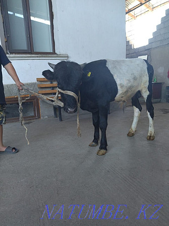 The bull is for sale and Shymkent - photo 4