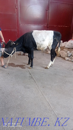 The bull is for sale and Shymkent - photo 2