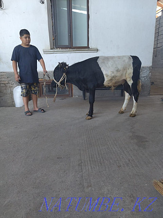 The bull is for sale and Shymkent - photo 5