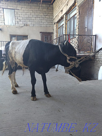 The bull is for sale and Shymkent - photo 1