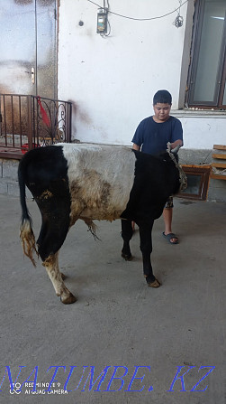 The bull is for sale and Shymkent - photo 6