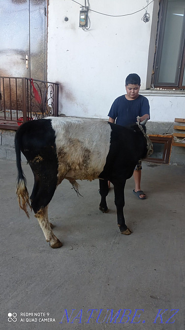 Бұқа сатылады және Шымкент - изображение 6