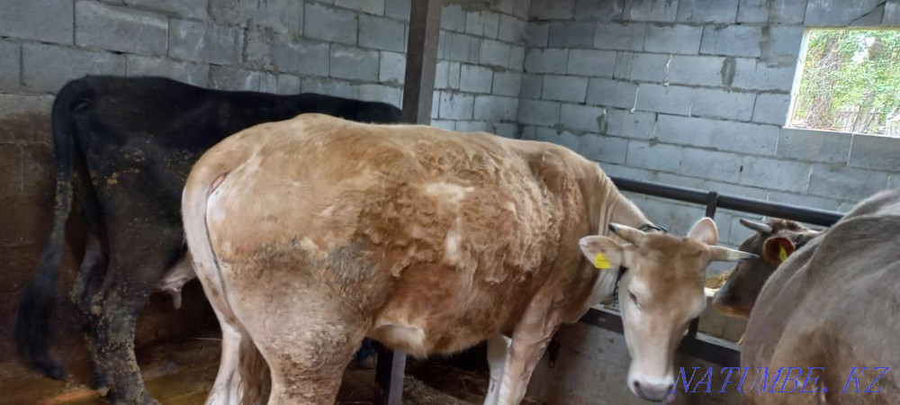 Selling a cow!!! Саймасай - photo 3