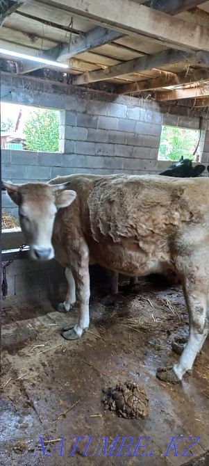 Selling a cow!!! Саймасай - photo 1