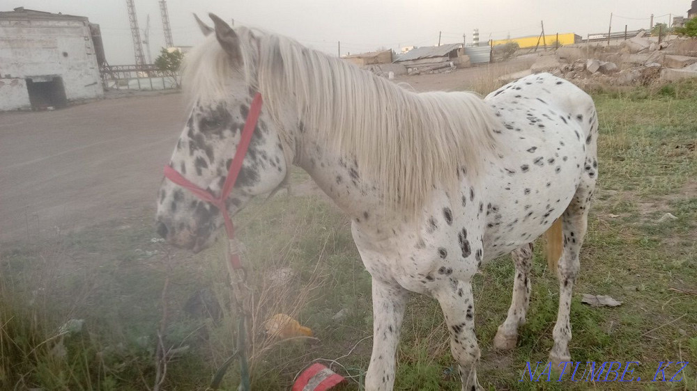 Aigyr Satylady 5zhasar Astana - photo 2