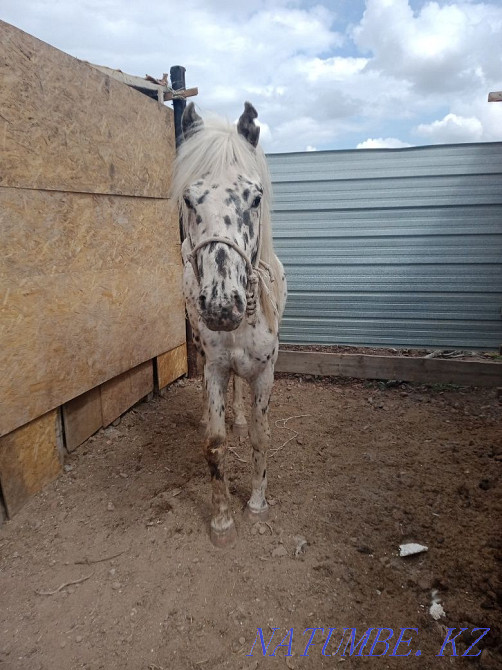 Aigyr Satylady 5zhasar Astana - photo 3