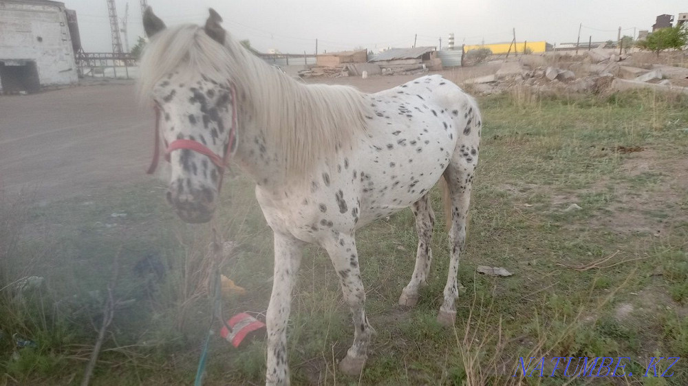 Aigyr Satylady 5zhasar Astana - photo 1