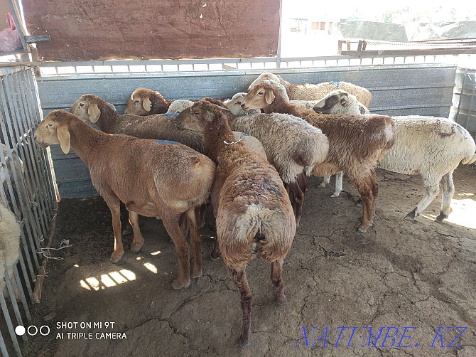 Sheep are fat, there is cutting, delivery, Koi satylady semiz, soyip bermiz Almaty - photo 1