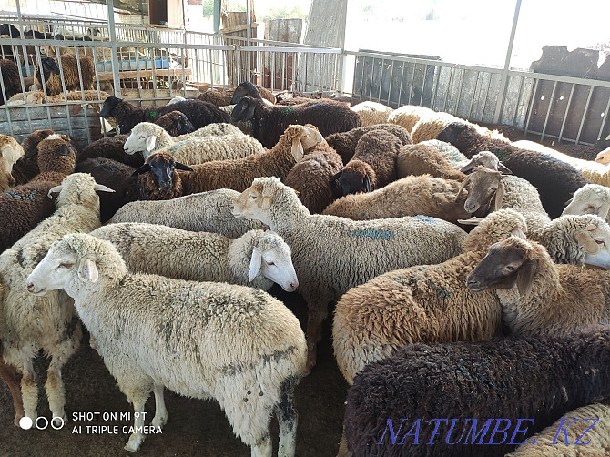 Sheep are fat, there is cutting, delivery, Koi satylady semiz, soyip bermiz Almaty - photo 4