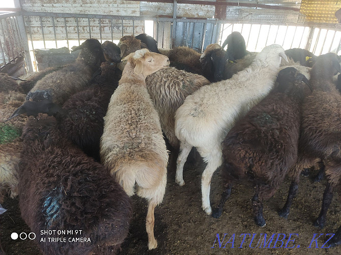 Sheep are fat, there is cutting, delivery, Koi satylady semiz, soyip bermiz Almaty - photo 8