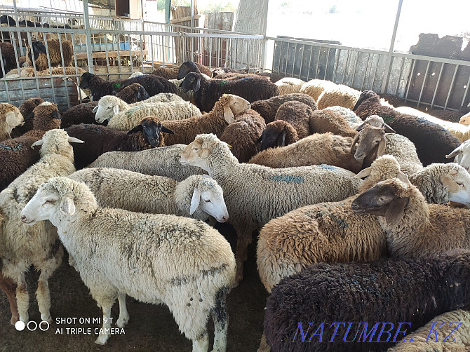 Sheep are fat, there is cutting, delivery, Koi satylady semiz, soyip bermiz Almaty - photo 5