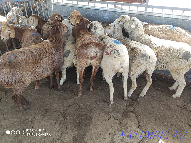 Sheep are fat, there is cutting, delivery, Koi satylady semiz, soyip bermiz Almaty - photo 3