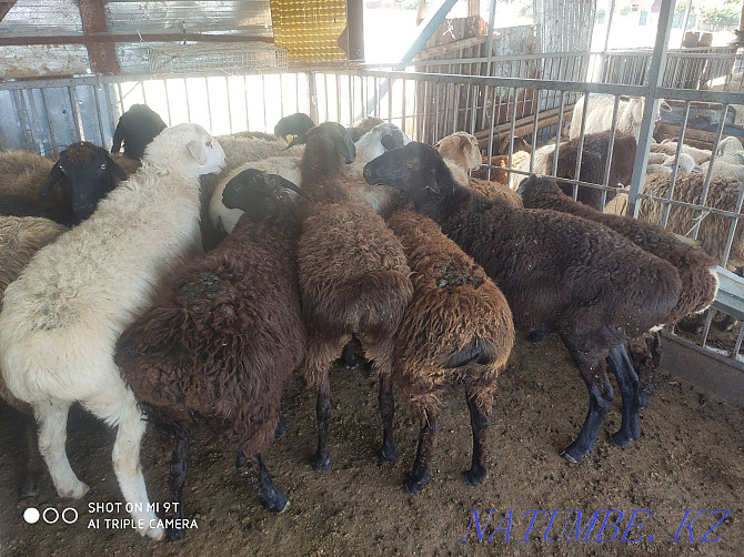 Sheep are fat, there is cutting, delivery, Koi satylady semiz, soyip bermiz Almaty - photo 7