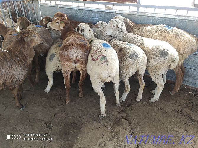 Sheep are fat, there is cutting, delivery, Koi satylady semiz, soyip bermiz Almaty - photo 2
