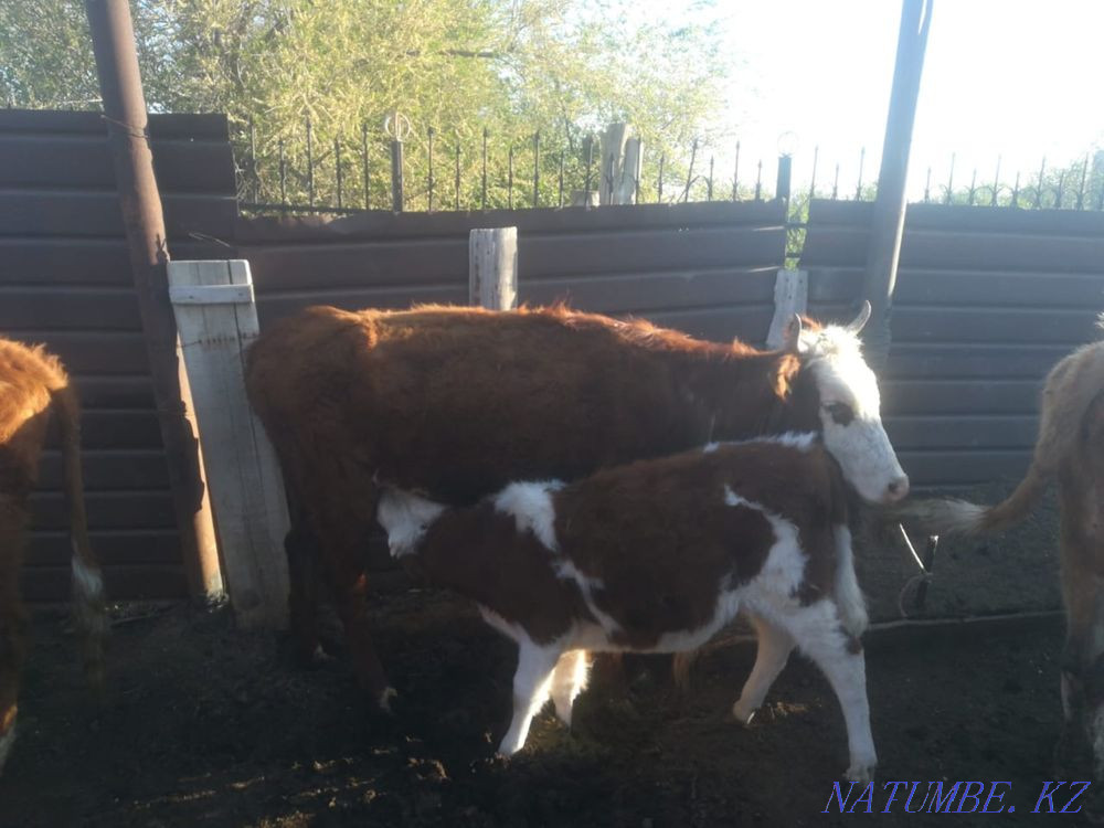 Siyr b?zauymen  - photo 1