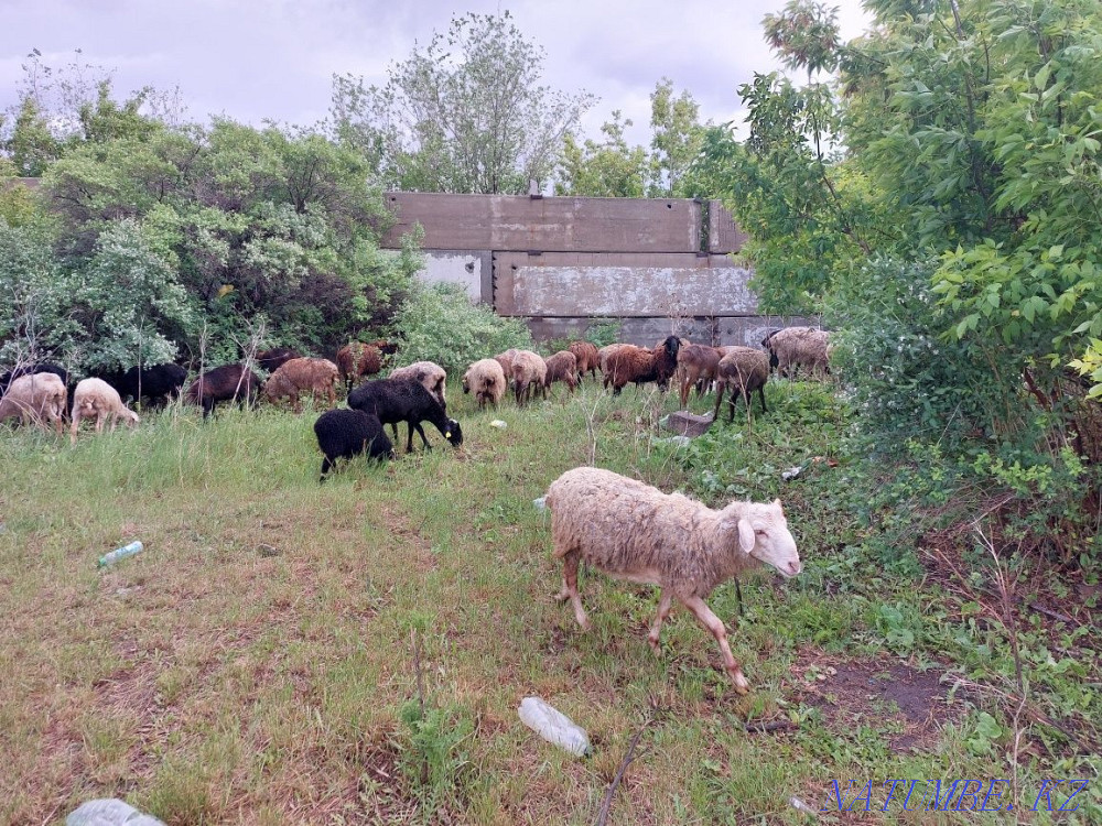 I will sell sheep wholesale 71 heads  - photo 3
