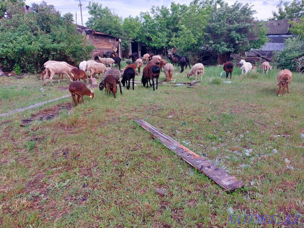 I will sell sheep wholesale 71 heads  - photo 2