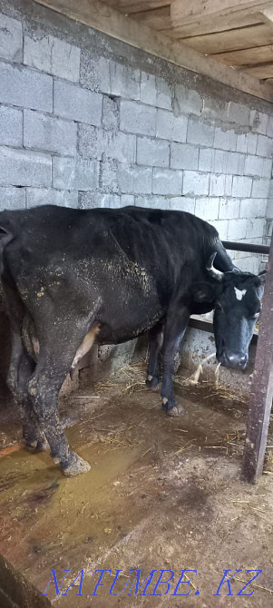 Корова дойная !!! Саймасай - изображение 2