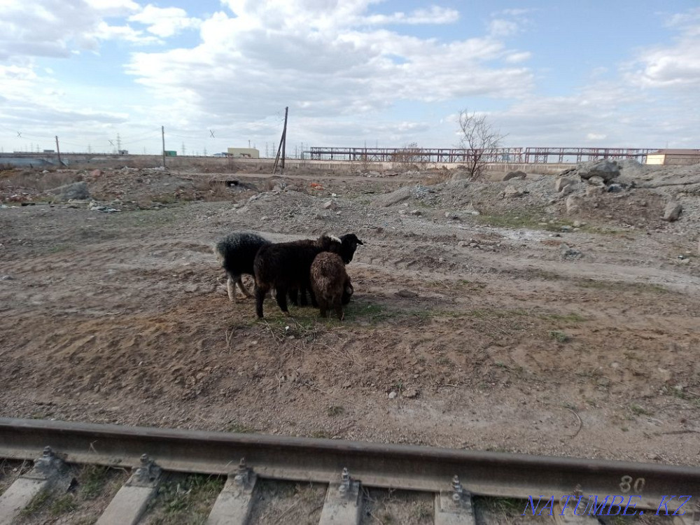 Kozylar Satylady Astana - photo 1