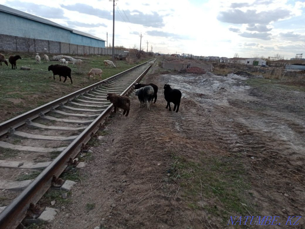 Kozylar Satylady Astana - photo 3