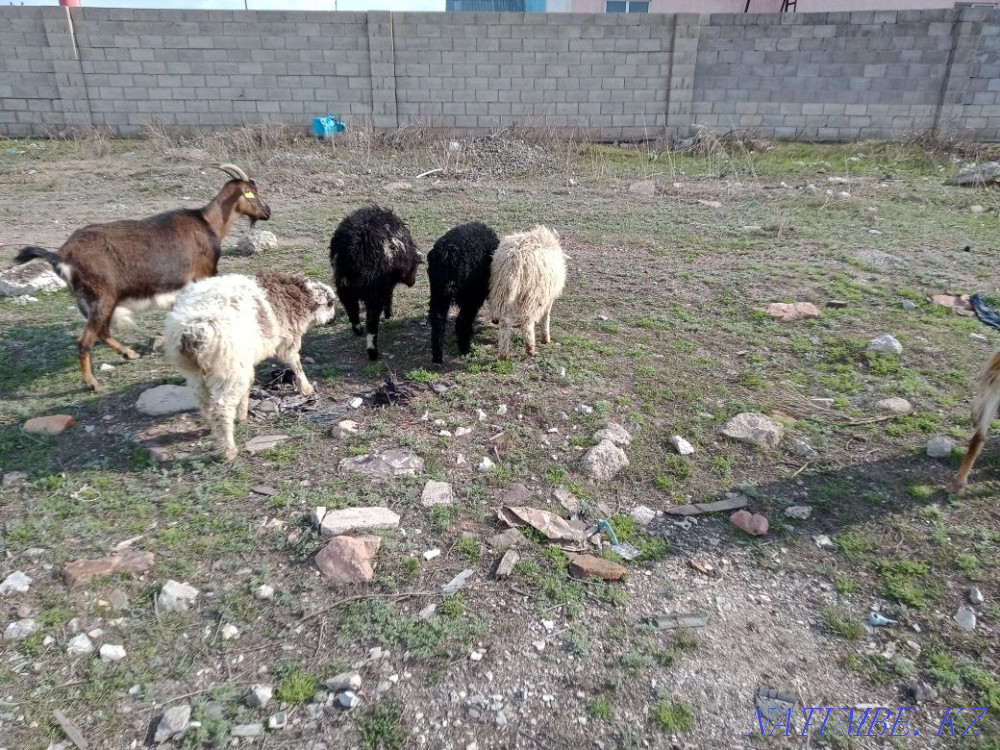 Kozylar Satylady Astana - photo 7