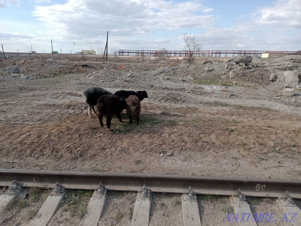 Kozylar Satylady Astana - photo 4