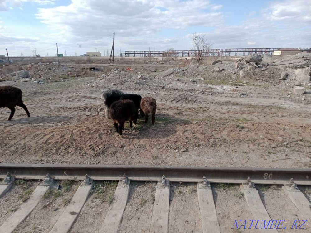 Kozylar Satylady Astana - photo 5