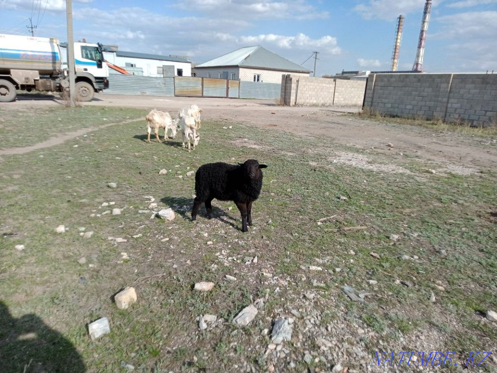 Kozylar Satylady Astana - photo 6