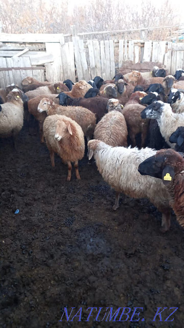 Semyz koilar satylady Astana - photo 1